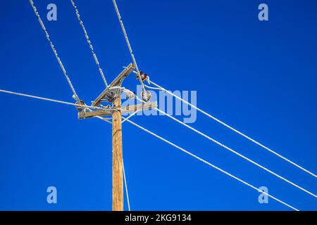 Un palo in legno e le linee elettriche coperte di brina di bue in una chiara giornata invernale Foto Stock