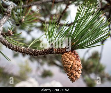 Conifer cona, Parco Nazionale di Tara Foto Stock