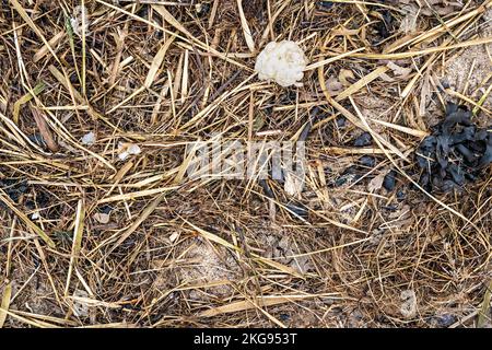 Alghe secche e piante sulla linea costiera ad alta acqua Foto Stock