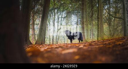 Vista laterale di un cane ad angolo basso con alberi di foresta e un primo piano foresta autunnale Foto Stock