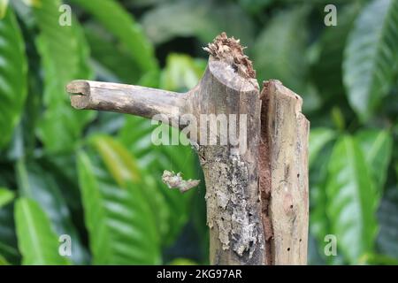 Legno secco a forma di uncino su fondo naturale a foglia verde Foto Stock