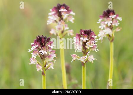 Orchidee a punta bruciata (Neotinea ustulata). East Sussex, Regno Unito. Foto Stock