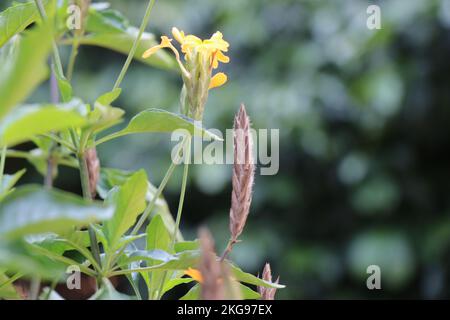 Kanakambaram fiore o Crossandra infundibuliformis con fiore fresco e buccia secca dopo la fioritura in una singola foto sulla stessa pianta Foto Stock