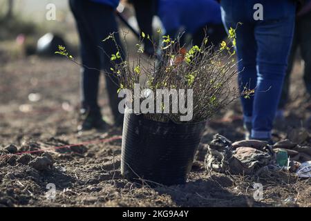 Dettagli con una benna piena di albero che si semina durante un'attività di semina su un campo sporco di rifiuti. Foto Stock