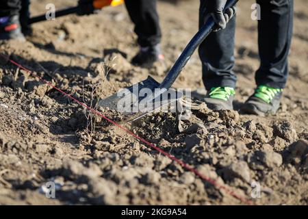 Dettagli con una persona che spala suolo asciutto, arido e polveroso durante un'attività di piantatura. Foto Stock