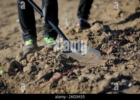 Dettagli con una persona che spala suolo asciutto, arido e polveroso durante un'attività di piantatura. Foto Stock