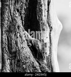 Un primo piano di un monitor di pizzo o di un albero goanna (Varanus varius) nel Parco Nazionale di Kruger. Bianco e nero Foto Stock