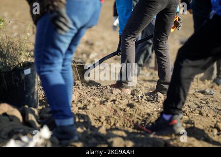 Dettagli con una persona che spala suolo asciutto, arido e polveroso durante un'attività di piantatura. Foto Stock