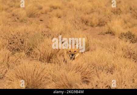 Una volpe andina che prende il sole felicemente nel campo di erba di Ichu del deserto di Atacama, la riserva nazionale di Los Flamencos, il Cile settentrionale, il Sud America Foto Stock