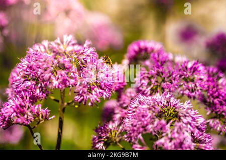 Descrizione: Hoverfly alimenta nektar su fiore viola nel pomeriggio. Passo Falzarego, Dolomiti, Alto Adige, Italia, Europa. Foto Stock