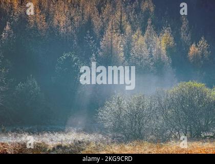 Nebbia nel tardo autunno Sherbrook Valley Cannock Chase Country Park AONB (area di straordinaria bellezza naturale) in Staffordshire Inghilterra Regno Unito Foto Stock