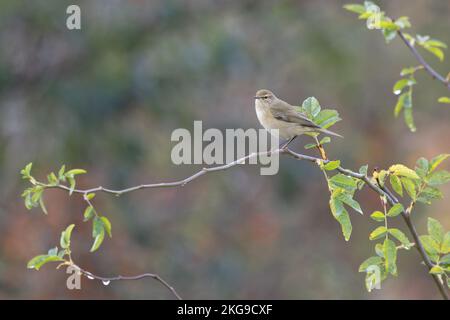 Chiffchaff comune (Phylloscopus collybita) Norfolk GB Regno Unito Novembre 2022 Foto Stock