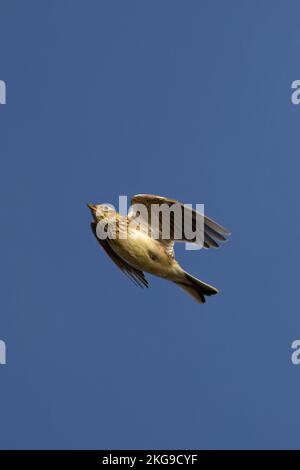 Skylark (Alauda arvensis) sulla migrazione Norfolk GB ottobre 2022 Foto Stock