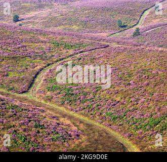 Sentieri tortuosi attraverso Heather in fiore alla fine dell'estate Cannock Chase Area di bellezza naturale di estenuante Staffordshire Inghilterra Regno Unito Foto Stock