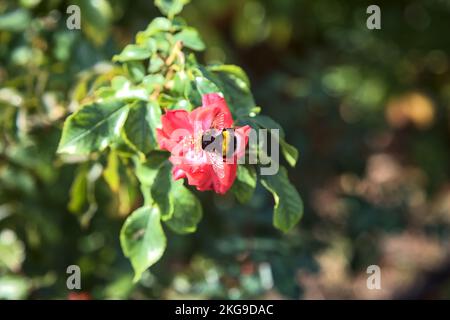 Bumblebee su una rosa cinese visto da vicino Foto Stock