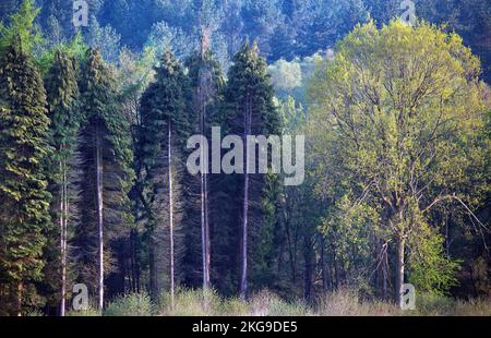 Bordo di foresta in primavera mostra la bellezza della natura con una sorprendente patterns, forma e consistenza, con una tavolozza di vibranti di primavera colore creando un ar Foto Stock