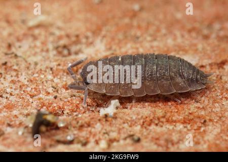 Particolare primo piano sul comune ruvido legno sciabola, Porcellio Foto Stock