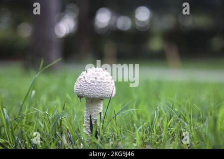 Fungo bianco nell'erba visto da vicino Foto Stock