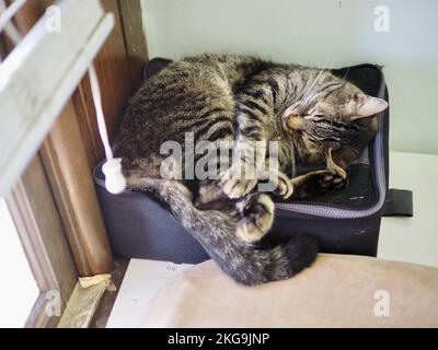 Morphy il tabby Foto Stock