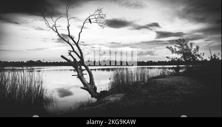 Corvo su un albero morto vicino al lago, bianco e nero Foto Stock