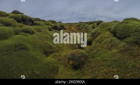 Muschio verde islandese. Eldhraun campi di lava. Foto Stock