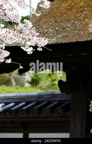 Scenario di Kamakura, fiori di ciliegia giapponese e la porta del tempio di un tempio buddista a Kamakura Foto Stock