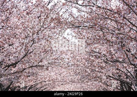 Scenario di Kamakura, Giappone Un tunnel di alberi di ciliegio che assomiglia ad un baldacchino coperto di fiori di ciliegio in piena fioritura Foto Stock