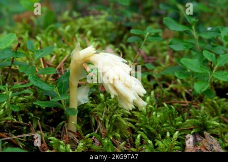 Impianto parassita senza clorofilla Pinesap (False faggi-gocce, Hypopitys monotropa) in una pineta in Bielorussia, Europa Foto Stock