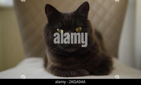 ritratto di un gatto shorthair britannico blu di 3 anni che guarda la fotocamera curiosamente su sedia . Foto Stock