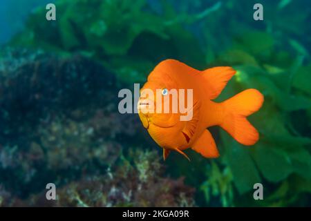 Un pesce Garibaldi arancione brillante che nuota attraverso il suo habitat di kelp letto durante un'immersione di sole. Ripresa con profondità di campo molto bassa, con messa a fuoco sull'occhio. Foto Stock