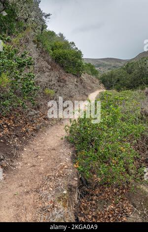 Un sentiero sterrato che gli escursionisti utilizzano sull'isola di Santa Rosa per accedere all'interno e alle aree più remote. Foto Stock