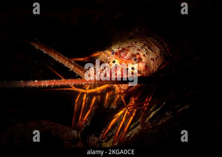 Un'aragosta spinosa californiana in una fessura è stata illuminata con uno strobo snotato per un effetto drammatico Foto Stock