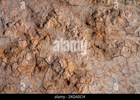 Terra gorgogliata secca, terra siccità terra secca terra secca suolo argilloso suolo argilloso con crepe cracking. Concetto - cambiamento climatico Foto Stock