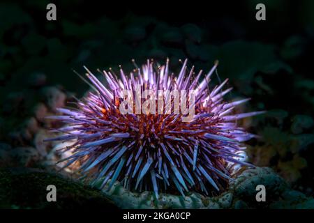 La retroilluminazione di un comune riccio di mare viola su una barriera corallina del Channel Islands National Park della California ne mette in luce la vera bellezza. Foto Stock