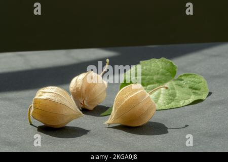 Frutti di ciliegia interi macinati in bucce e foglia verde di physalis peruviana su fondo scuro Foto Stock