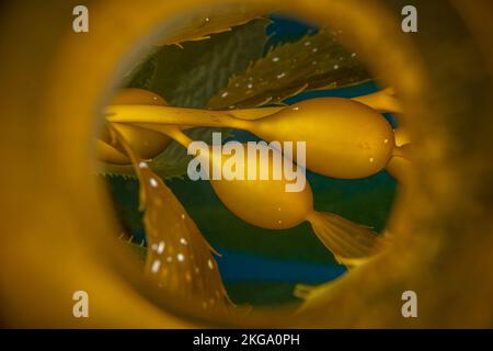 Immagine ravvicinata di un pneumatocista kelp, o vescica, che vengono utilizzati per booare kelp. Sparato attraverso un tubo riflettente per ottenere il riflesso curvo. Foto Stock