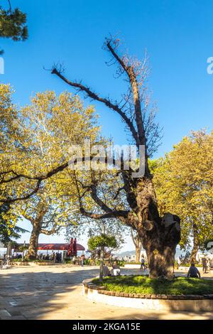 Ippocastano europeo, Aesculus hippocastanum, il ippocastano, protetto dal governo di Bursa. Turchia Foto Stock