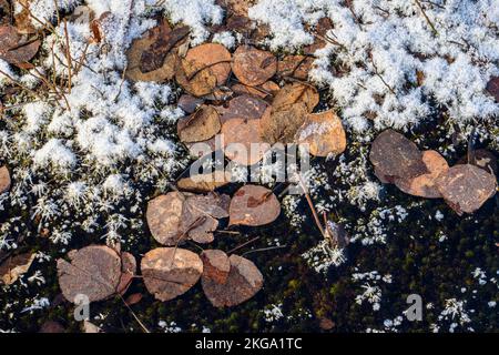 Modelli di ghiaccio in una pozza surgelata, Greater Sudbury, Ontario, Canada Foto Stock
