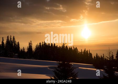 Vista del tramonto della foresta di abete rosso in inverno. Alberi di abete rosso ricoperti di neve bianca e soffice. Paesaggio montano invernale con alberi nella neve Foto Stock