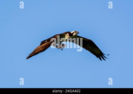 Primo piano di una casa di volo Osprey con la sua cena a base di pesce consumato a metà. Foto Stock