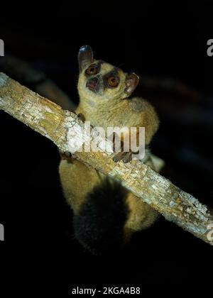 Lemur marcato con forchetta pallida - Phaner pallescens o lemur marcato con forchetta occidentale, mammifero endemico malgascio elencato su CITES, animale notturno sul ramo loo Foto Stock