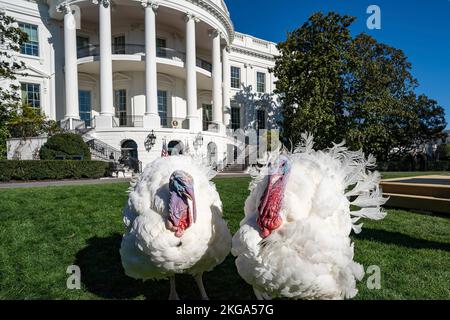 Washington, Stati Uniti. 21st Nov 2022. Tacchini bianchi a pezzetti e cioccolato vagare il prato sud della Casa Bianca, 21 novembre 2022 a Washington, DC gli uccelli sono destinati per una lunga vita di libertà dopo essere stati perdonati dagli Stati Uniti Il presidente Joe Biden durante il tradizionale ringraziamento alla Turchia perdono. Credit: Adam Schultz/White House Photo/Alamy Live News Foto Stock