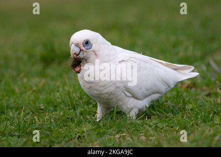 Little corella (Cacatua sanguinea) alimentazione, NSW, Australia Foto Stock