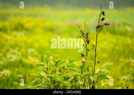 Orb web con rugiada su un arbusto al bordo di un prato di fiori selvatici, Greater Sudbury, Ontario, Canada Foto Stock