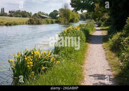 Canale Chichester e alzaia sulla linea tranviaria Selsey con iris pseudacorus (bandiera gialla) che cresce sulla riva del canale, Sussex occidentale, Inghilterra Foto Stock