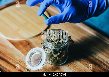 Marijuana in medicina. La marijuana urta nelle mani di un medico, di uno scienziato. Guanti blu Foto Stock