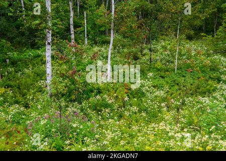 Alberi di betulla con castoro fiorito e verga d'oro, Greater Sudbury, Ontario, Canada Foto Stock