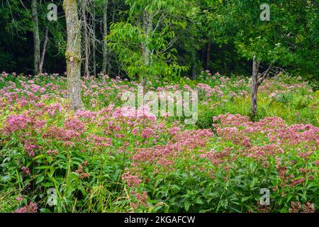 Joe-pye colonia di erbacce fiorito a fine estate, Green Bay, Manitoulin Island, Ontario, Canada Foto Stock