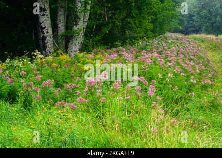 Joe-pye colonia di erbacce fiorito a fine estate, Green Bay, Manitoulin Island, Ontario, Canada Foto Stock