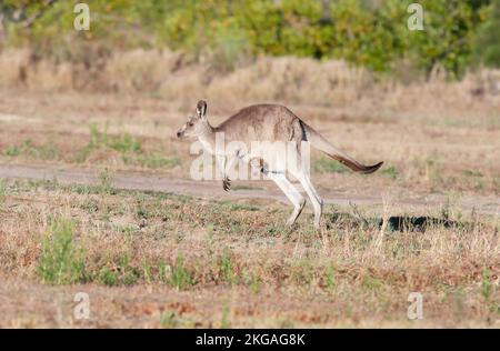 Il canguro grigio orientale (Macropus giganteus) è un marsupiale che si trova nella terza parte orientale dell'Australia, con il suo joey nel sacchetto. Foto Stock